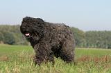 BOUVIER DES FLANDRES 086